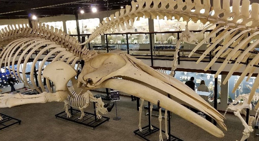 Museum of Osteology, Oklahoma, USA